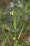 Annual blue-eyed grass